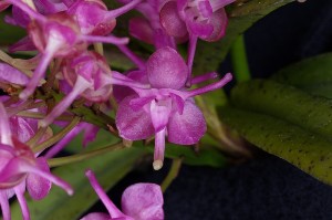 Vanda Cherry Blossom Pink Spider JC/AOS 0 pts.